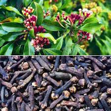 LABONGO (Cloves ) View 2